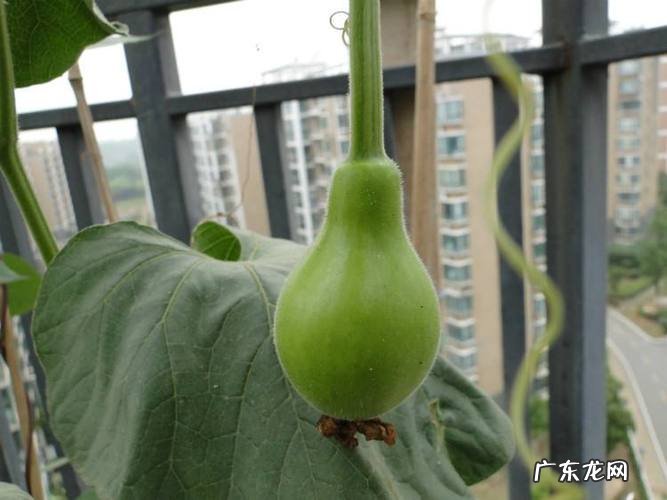 长得像葫芦的蔬菜叫什么