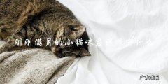 小猫咪刚刚满月，该喂它什么？