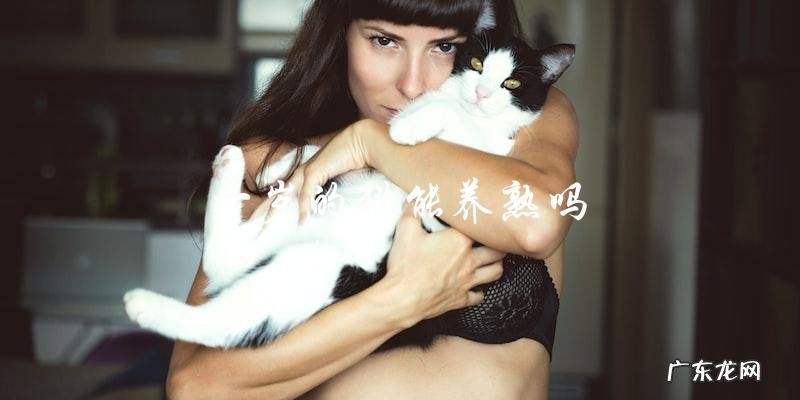 一岁的猫是否可以被训练成乖巧的宠物？