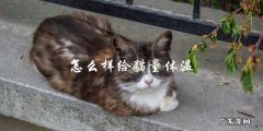 如何正确给猫量体温？