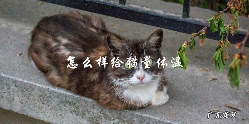 如何正确给猫量体温?