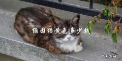 缅因猫黄色品种的价格是多少？