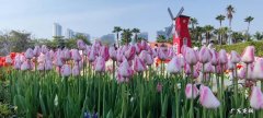重庆郁金香花海在哪里