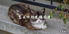如何正确喂猫吃鸡蛋黄？