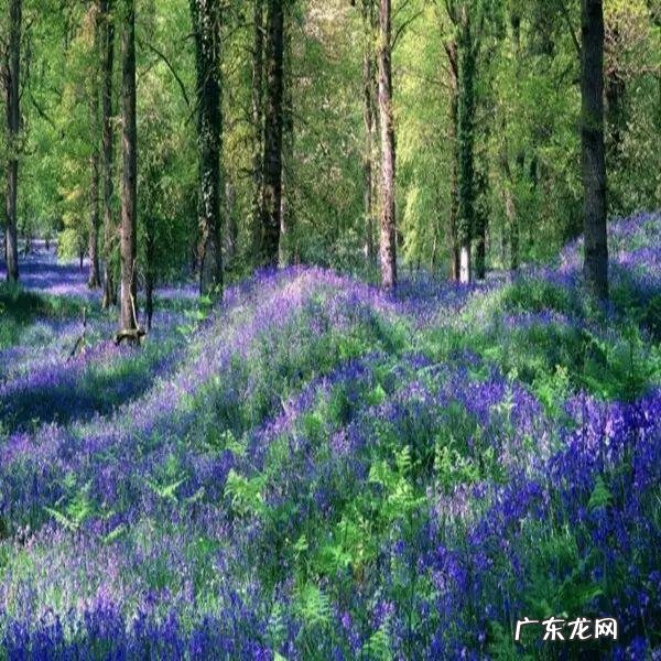 琴棋书画风水 琴棋书画风水图解大全