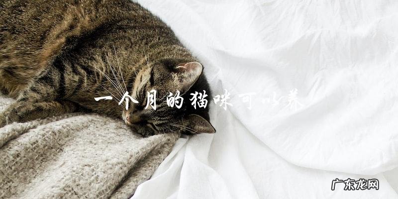 想养猫咪?了解一下:一个月大的小猫是否适合养?