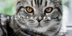 华为MA5671千兆政企光猫：适合哪些企业使用？