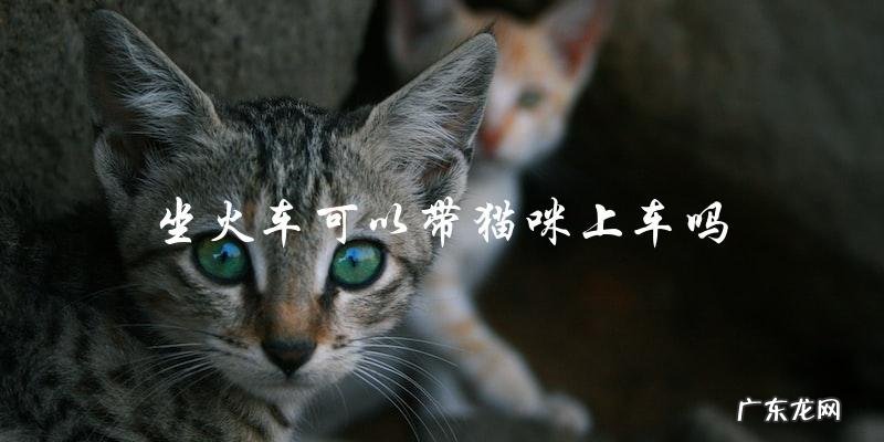 火车旅行中,是否允许携带宠物猫上车?