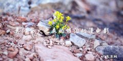 燃烧的记忆：寻找萤火之森的继承者