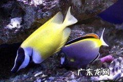 公司买鱼风水怎么说