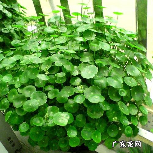 什么花养家里风水好 养什么花风水最好呢图片