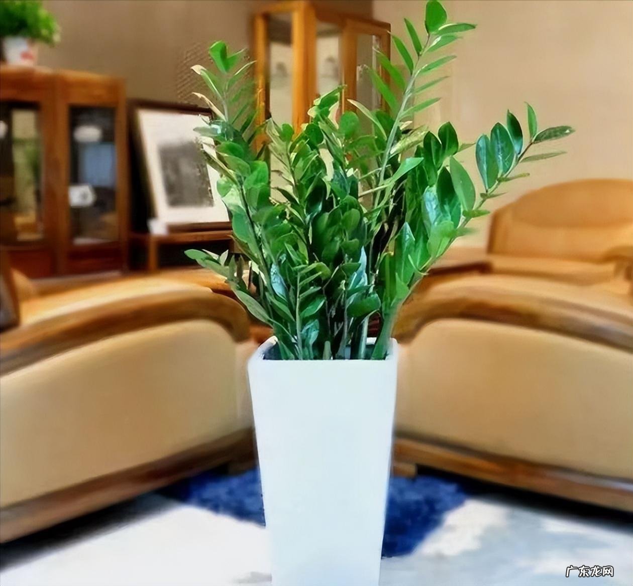 什么花养家里风水好 养什么花风水最好呢图片