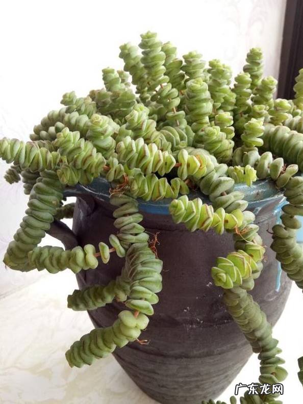 什么花养家里风水好 养什么花风水最好呢图片