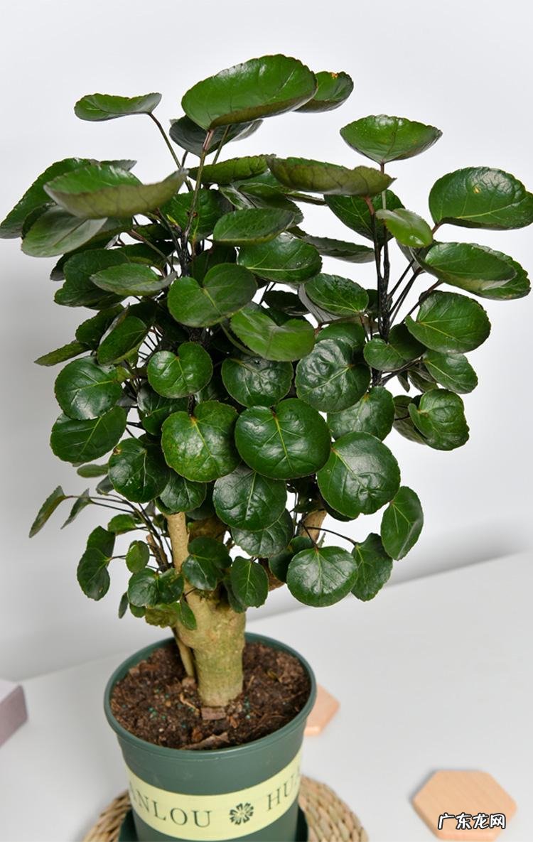 什么花养家里风水好 养什么花风水最好呢图片