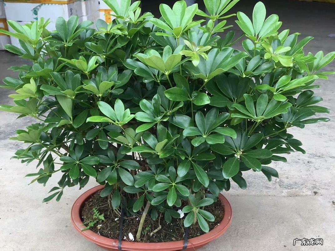 什么花养家里风水好 养什么花风水最好呢图片