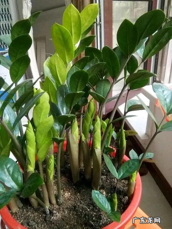 什么花养家里风水好 养什么花风水最好呢图片