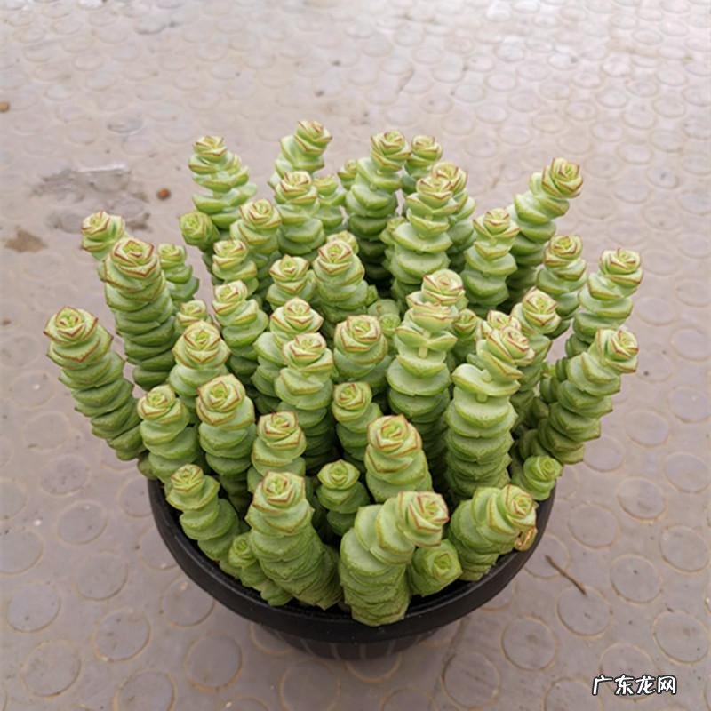 什么花养家里风水好 养什么花风水最好呢图片