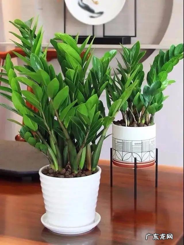 什么花养家里风水好 养什么花风水最好呢图片