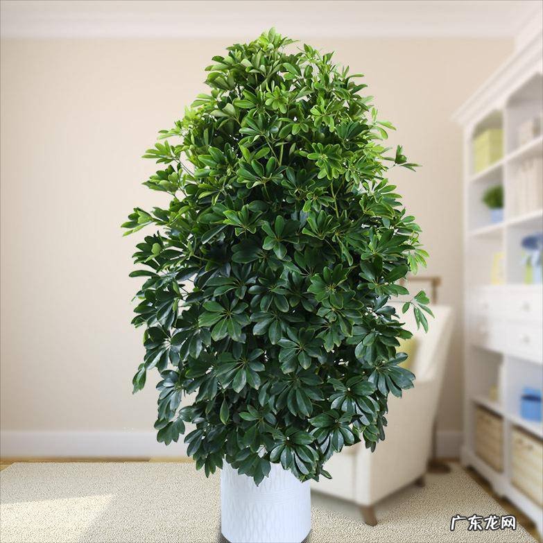 什么花养家里风水好 养什么花风水最好呢图片