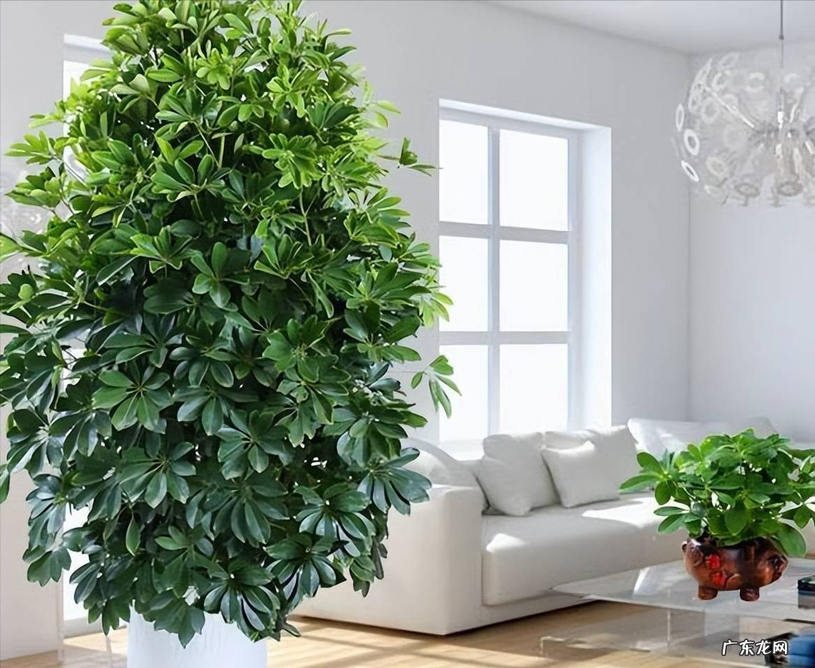 什么花养家里风水好 养什么花风水最好呢图片