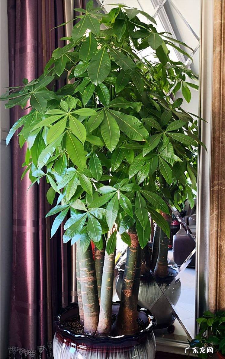 什么花养家里风水好 养什么花风水最好呢图片