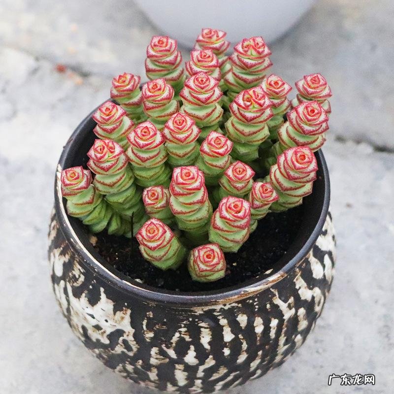 什么花养家里风水好 养什么花风水最好呢图片