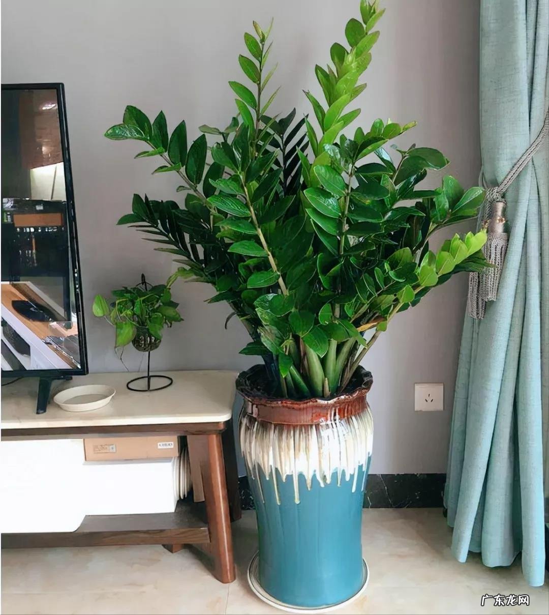 什么花养家里风水好 养什么花风水最好呢图片