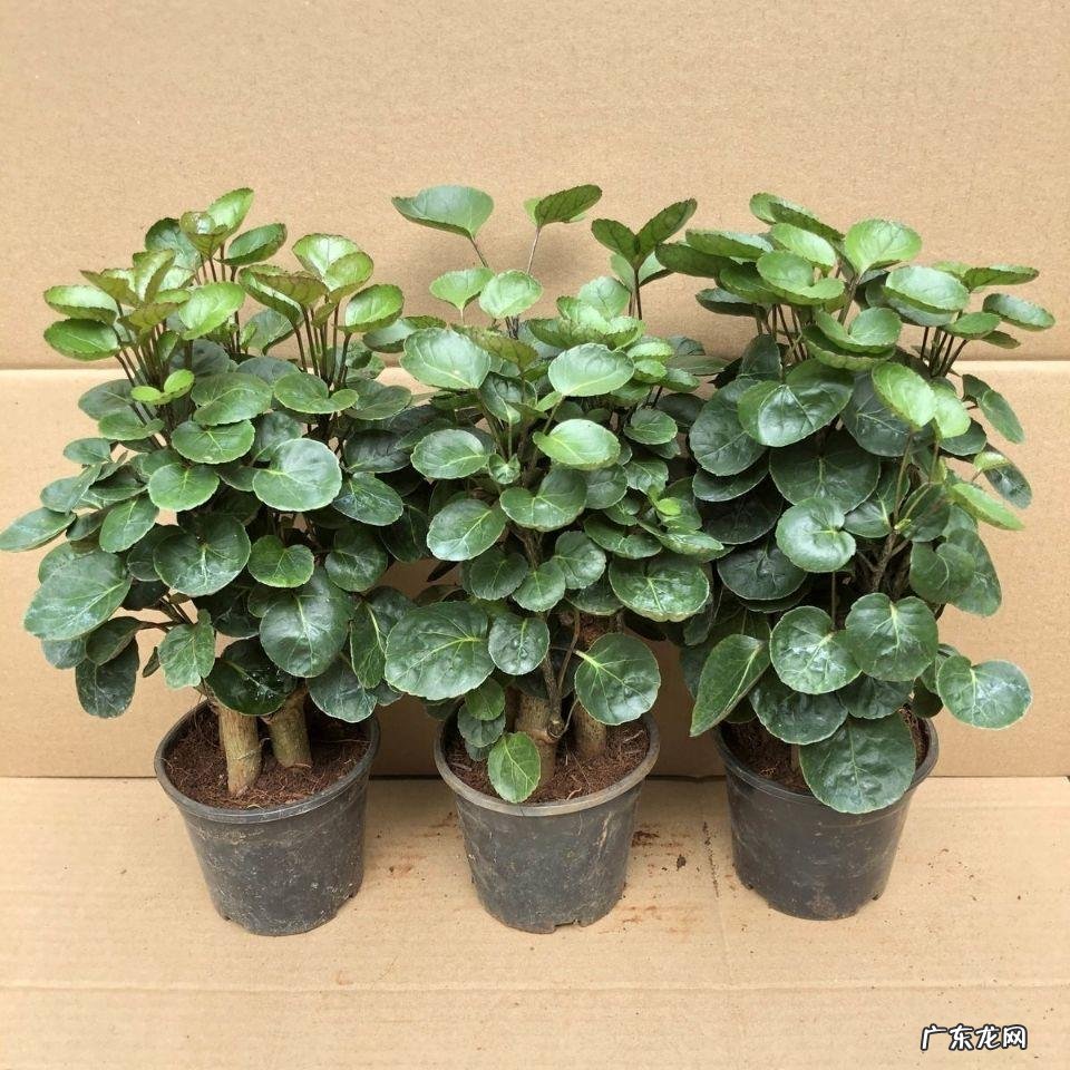 什么花养家里风水好 养什么花风水最好呢图片