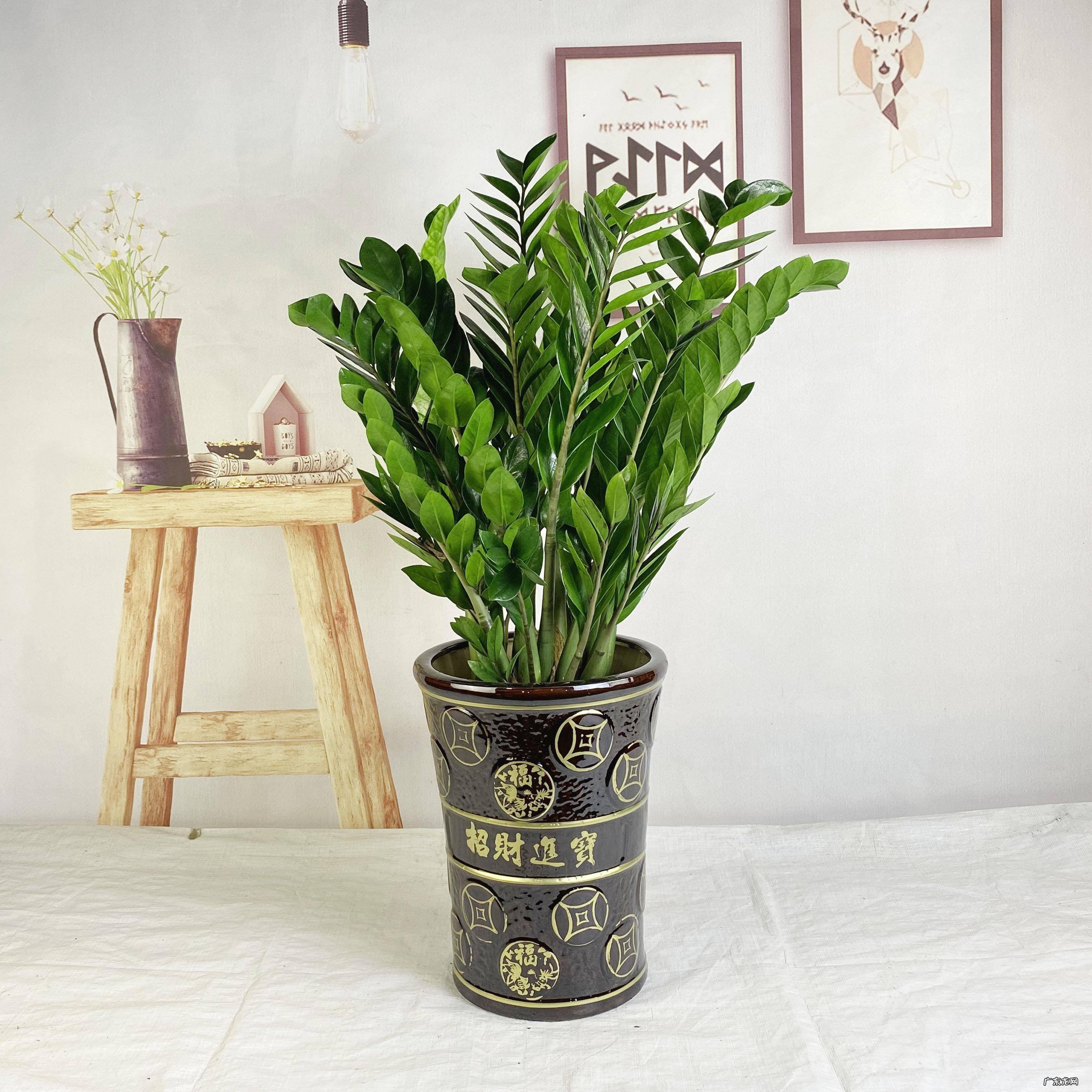 什么花养家里风水好 养什么花风水最好呢图片