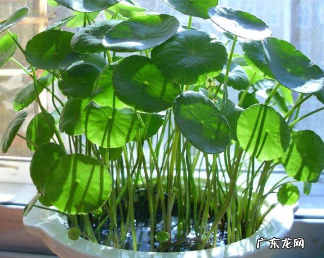 什么花养家里风水好 养什么花风水最好呢图片