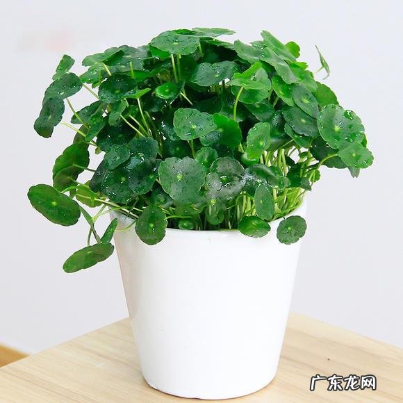 什么花养家里风水好 养什么花风水最好呢图片