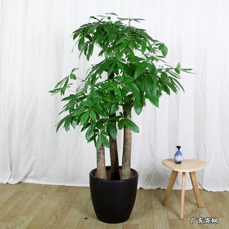 什么花养家里风水好 养什么花风水最好呢图片