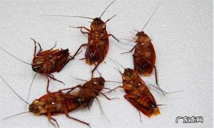 蟑螂没打死会报复人吗