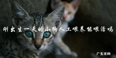 刚出生一天的小狗人工喂养可行吗？能否成功喂活？