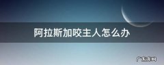 阿拉斯加咬主人怎么办 阿拉斯加咬死主人