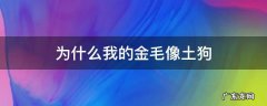为什么我的金毛像土狗 为什么金毛不能像土狗一样养