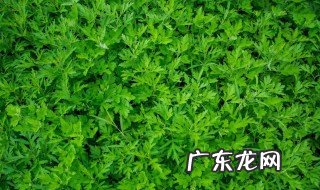 艾蒿的功效与作用 艾蒿的功效与作用图片大全