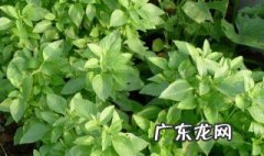 孕妇可以吃荆芥吗晚期 孕妇可以吃荆芥吗