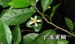 吃黄麻叶的好处 吃黄麻叶的好处与坏处