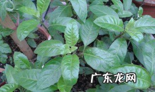 长寿草的功效与作用 长寿草图片