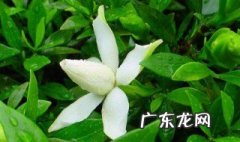 栀子对肝脏的危害 山栀子和水栀子的区别