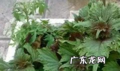 孕妇可以吃紫苏叶吗早期 孕妇可以吃紫苏叶吗
