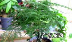 文竹如何驱虫 文竹怎么驱虫