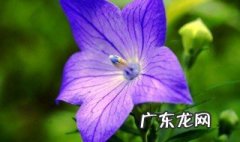 紫花桔梗的热量高不高 紫花桔梗的热量