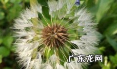 孕妇喝蒲公英茶的好处 孕妇喝蒲公英茶的好处是什么