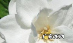 山栀子能吃吗 食用山栀子的注意事项
