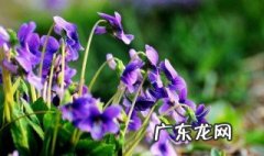 紫桔梗花图片 紫花桔梗的功效与作用