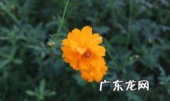 小黄花不能和什么一起吃 小黄花不能和什么一起吃会中毒