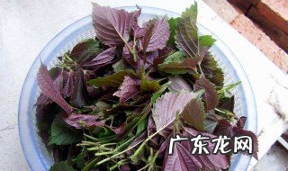 食用紫苏叶的注意事项 食用紫苏叶有什么功效