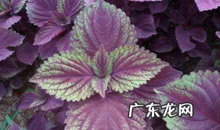 紫苏叶不能和什么一起吃 紫苏叶可以和什么一起泡水